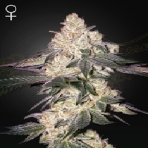 Moweeto (Green House Seeds) Cannabis Seeds