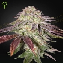 Sugarlato Auto (Green House Seeds) Cannabis Seeds
