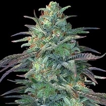 Eggnog OG(G13 Labs) Cannabis Seeds
