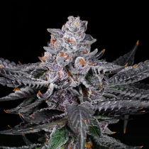 Zoap feminised (Discreet Seeds) Cannabis Seeds