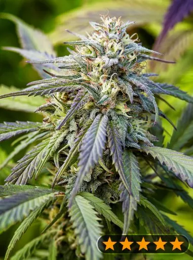 Afghan Kush Auto (PowerStrains) Cannabis Seeds