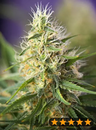 Amnesia Haze (PowerStrains) Cannabis Seeds