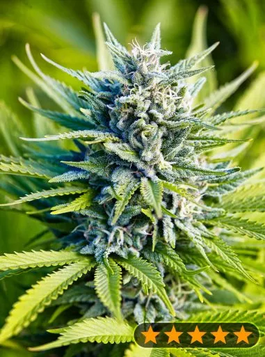 Amnesia Haze Auto (PowerStrains) Cannabis Seeds