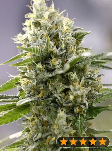 Banana Punch (PowerStrains) Cannabis Seeds