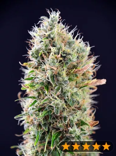 Banana Punch Auto (PowerStrains) Cannabis Seeds