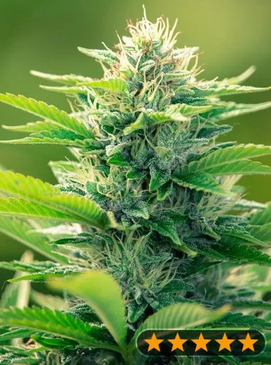 CBD Oil Maker (PowerStrains) Cannabis Seeds