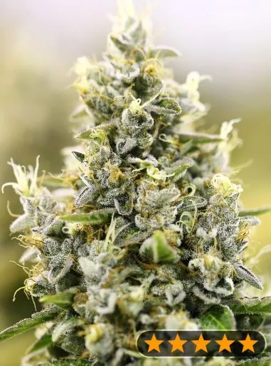 Gelato Auto (PowerStrains) Cannabis Seeds