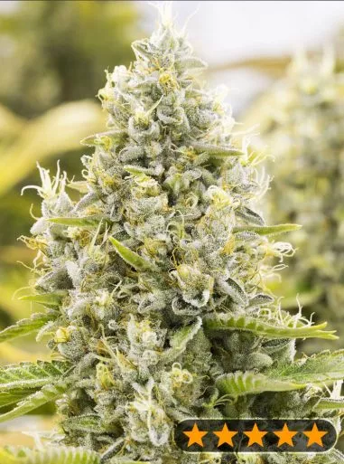 Gorilla Glue Auto (PowerStrains) Cannabis Seeds