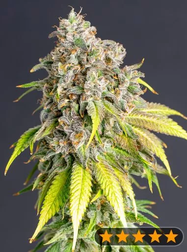 Lemon Haze Original (PowerStrains) Cannabis Seeds