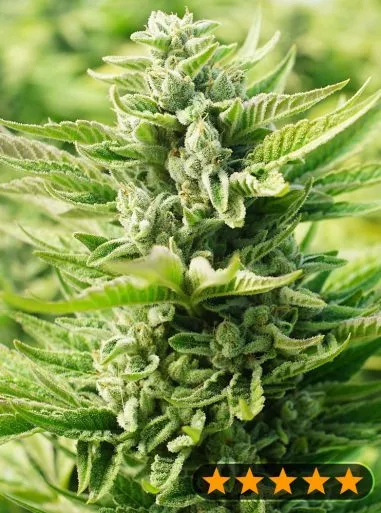 OG Kush Original (PowerStrains) Cannabis Seeds