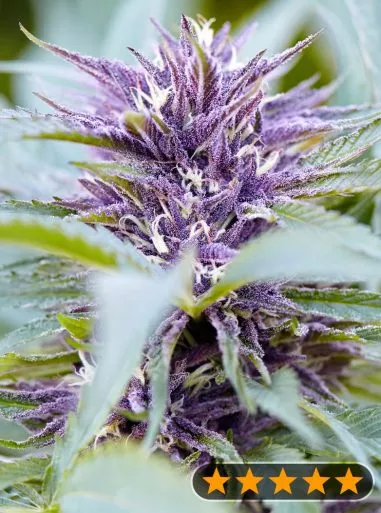 Purple Haze Auto (PowerStrains) Cannabis Seeds