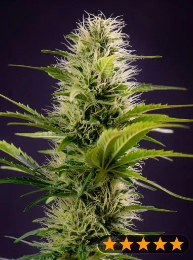 Silver Haze Original (PowerStrains) Cannabis Seeds