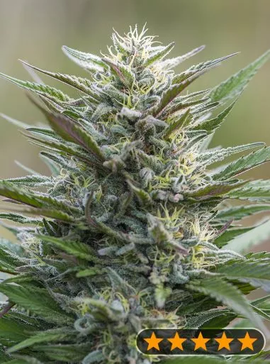 Sleep Well (PowerStrains) Cannabis Seeds