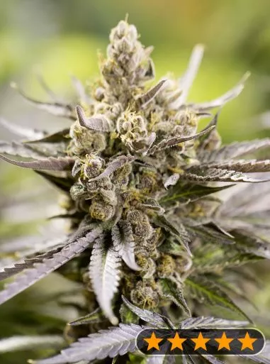 Watermelon Auto (PowerStrains) Cannabis Seeds