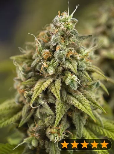 Wedding Cake Auto (PowerStrains) Cannabis Seeds