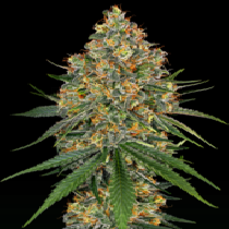 White Cheese (White Label Seeds) Cannabis Seeds
