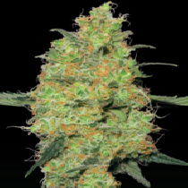 Master Kush (White Label Seeds) Cannabis Seeds
