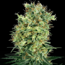 California Orange Bud (White Label Seeds) Cannabis Seeds