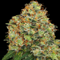 American Line Sweet Tangerine Tango Automatic (White Label Seeds) Cannabis Seeds