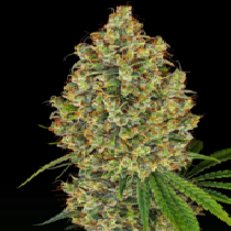 AK420(White Label Seeds) Cannabis Seeds