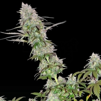 Green Mango Kush (Sumo Seeds) Cannabis Seeds