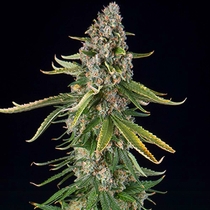 Zkittlez Auto (Spliff Seeds) Cannabis Seeds
