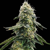 Zkittlez (Spliff Seeds) Cannabis Seeds