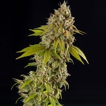 Girl Scout Cookies Auto (Spliff Seeds) Cannabis Seeds