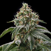 Girl Scout Cookies (Spliff Seeds) Cannabis Seeds