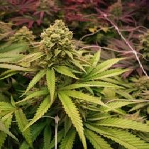 O.G.Kush (Soma Seeds) Cannabis Seeds