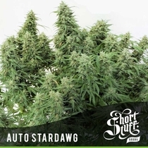 Auto Stardawg (Short Stuff Seeds) Cannabis Seeds