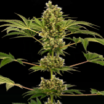 #34 (Sensi Auto CBD) (Sensi Seeds Research) Cannabis Seeds