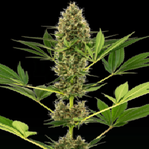 #219 (Kush x Hindu Kush Auto) (Sensi Seeds Research) Cannabis Seeds