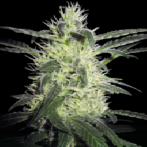 Silver Haze Regular (Sensi Seeds) Cannabis Seeds