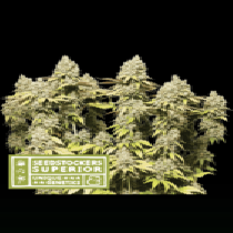 Superior Rucu Cucu OG Auto (SeedStockers Seeds)DAILYDEAL Cannabis Seeds