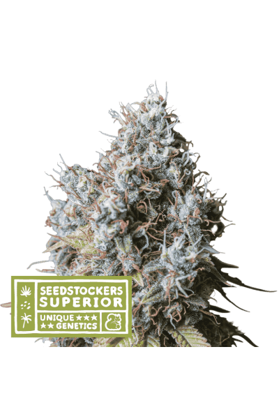 Rucu Cucu OG (SeedStockers Seeds)DAILYDEAL Cannabis Seeds