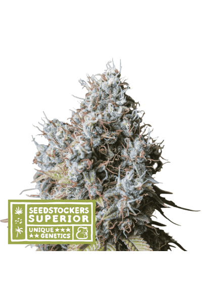 Rucu Cucu OG (SeedStockers Seeds) Cannabis Seeds