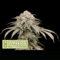 Mandarin Panties Auto (SeedStockers Seeds)DAILYDEAL Cannabis Seeds