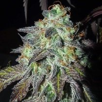 Pink Paletas (Karma Genetics Seeds) Cannabis Seeds