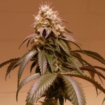Plum Paradise (Karma Genetics Seeds) Cannabis Seeds