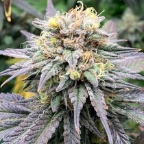 Highway Harmony Regular (Karma Genetics Seeds) Cannabis Seeds