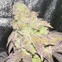Smoke Trails Regular (Karma Genetics Seeds) Cannabis Seeds