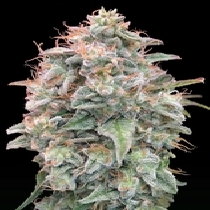 Auto Banana Cookies  (Advanced Seeds) Cannabis Seeds