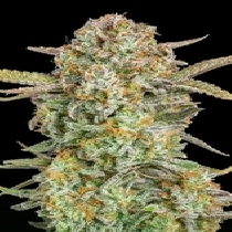 Auto Bruce Banner XXL  (Advanced Seeds) Cannabis Seeds