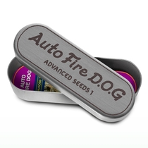 Auto Fire Dog (Advanced Seeds) Cannabis Seeds