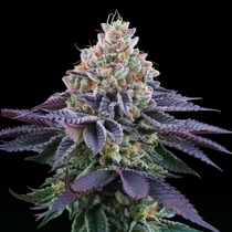 Coco Fresh Feminized(Perfect Tree Seeds) Cannabis Seeds