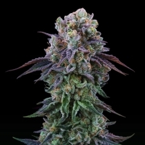 Coconut Cream Feminized (Perfect tree seeds) Cannabis Seeds