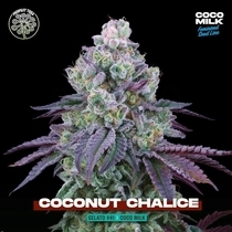 Coconut Chalice Feminized (Perfect tree seeds) Cannabis Seeds
