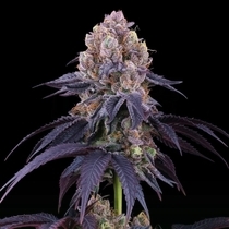 Lemon Coconut Fat Bomb (Perfect Tree Seeds) Cannabis Seeds