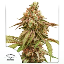 Tropical Tangie (Dutch Passion Seeds) Cannabis Seeds
